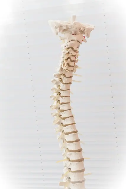 spine gadda2b4e5 640