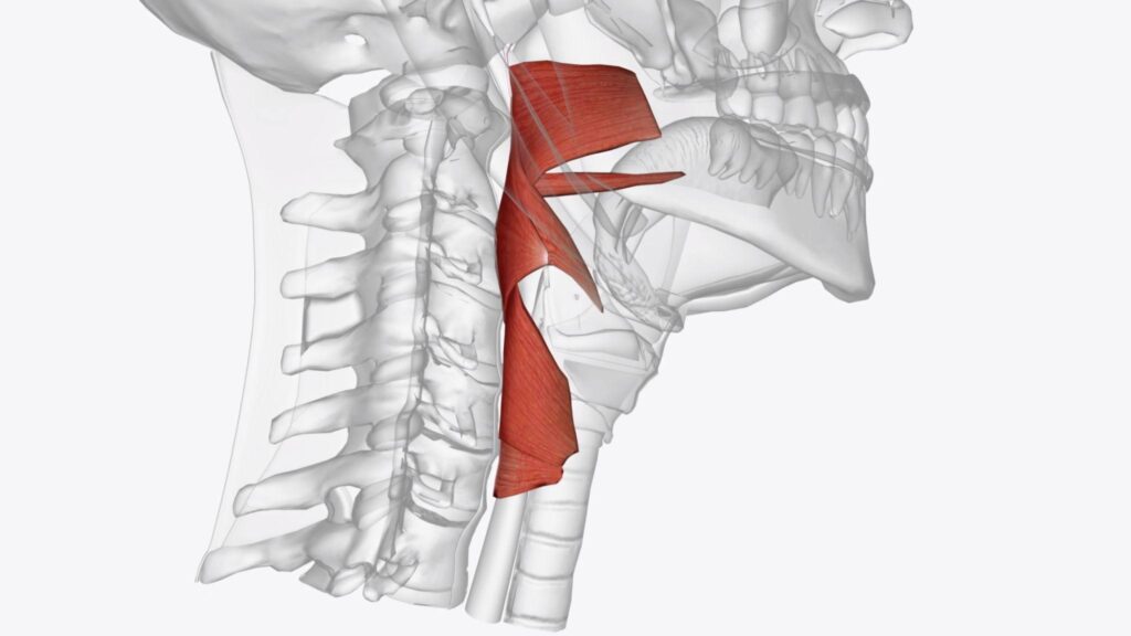 Relación entre mandíbula y cuello
