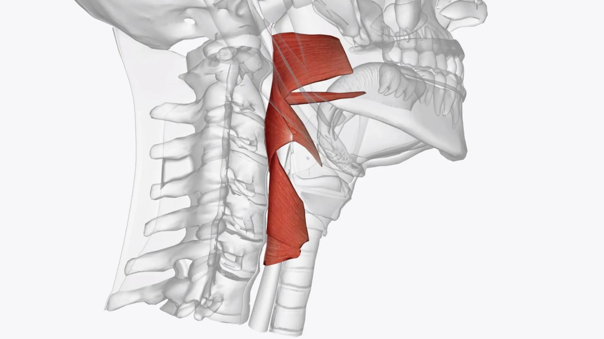 Relación entre mandíbula y cuello