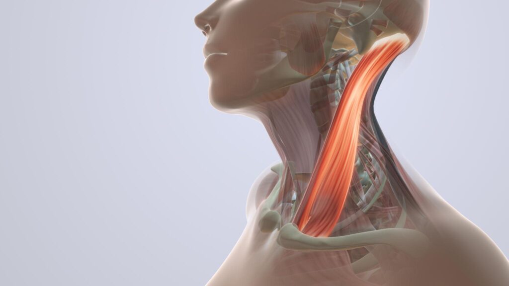 Relación entre mandíbula y cuello